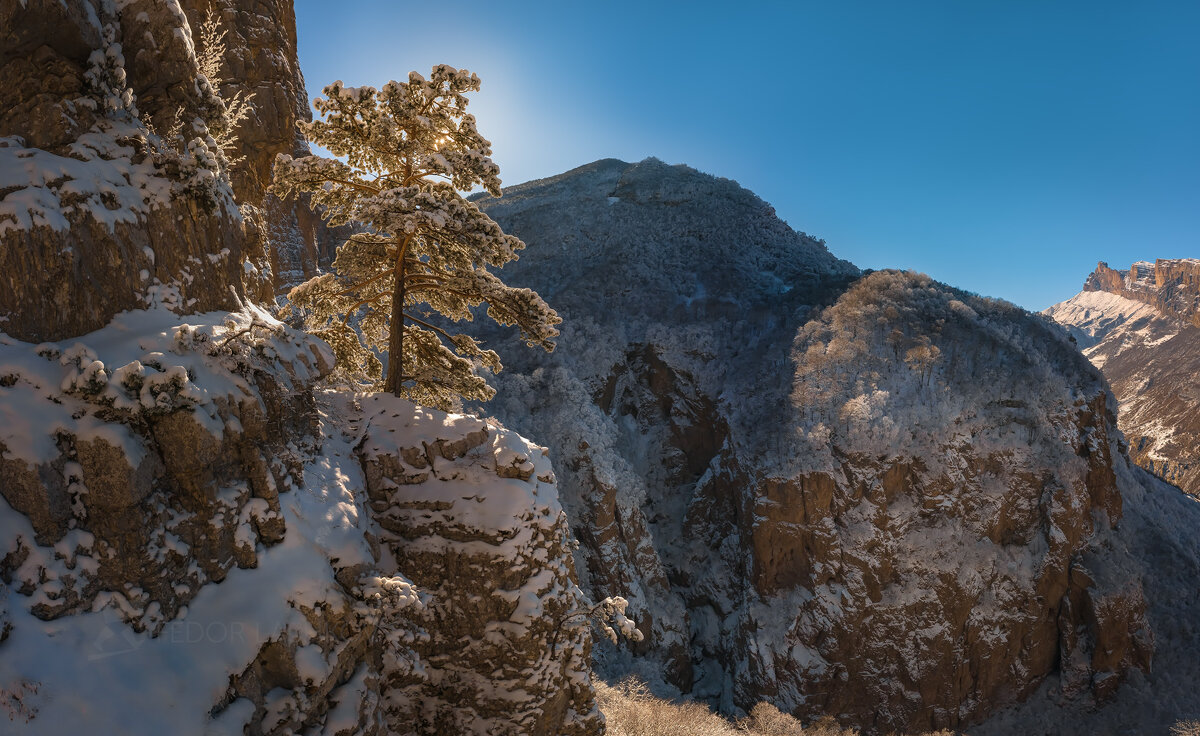 Сосна над ущельем - Фёдор. Лашков