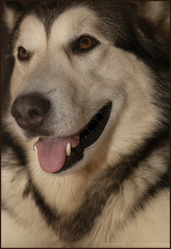 Ярик. - leff Postnov