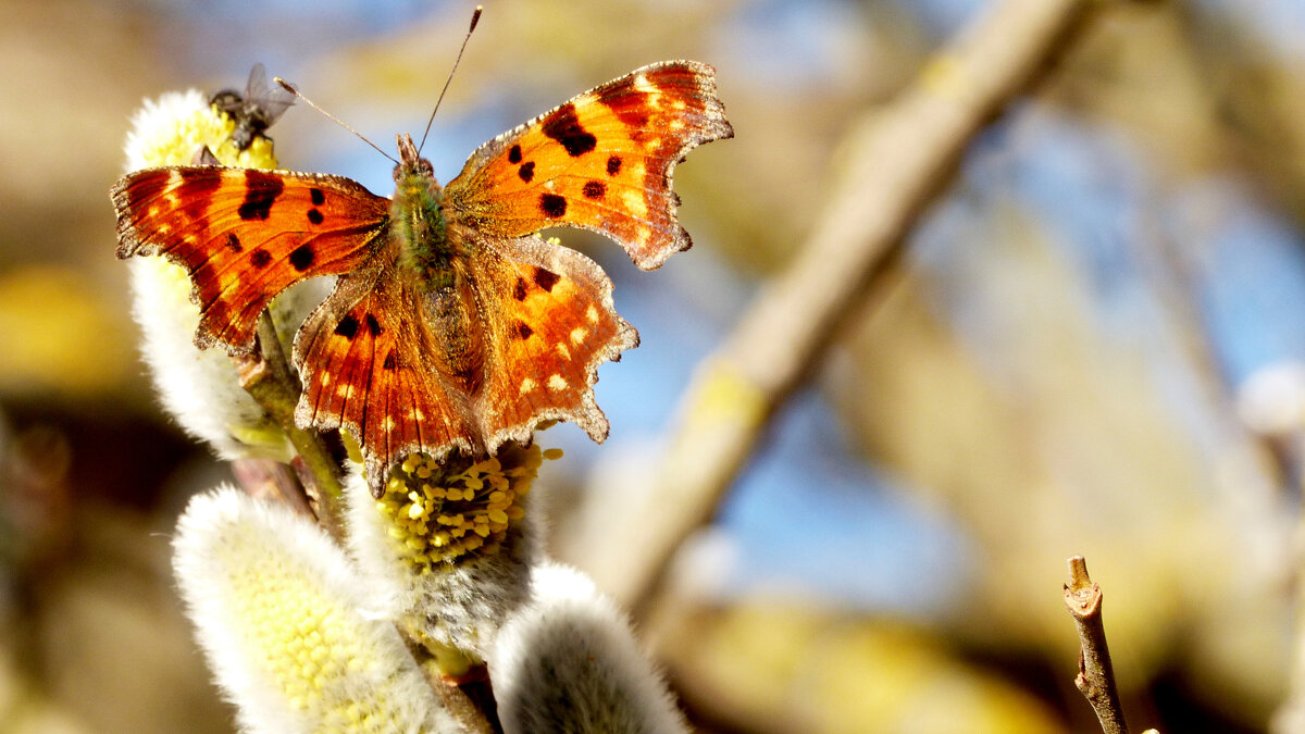 опять про бабочек 309 - Александр Прокудин
