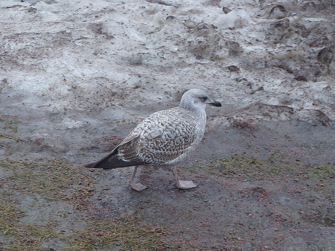 замаскировался :) - zavitok * замаскировался :) - zavitok *