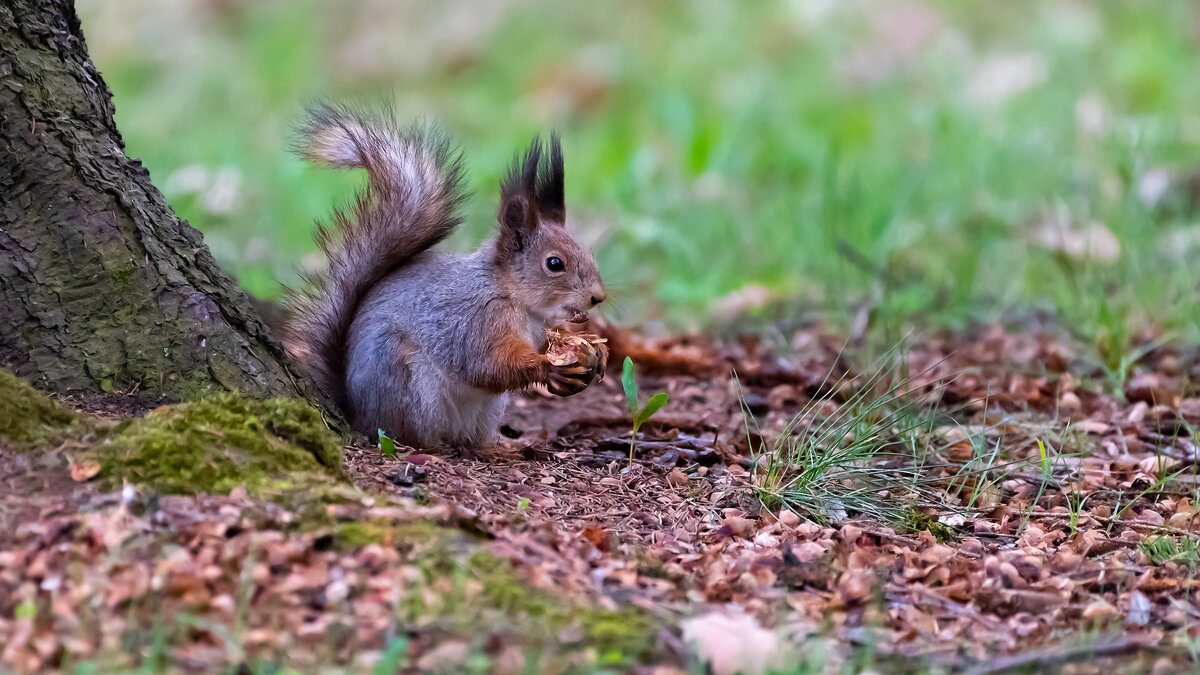 Белочки Петергофа - Владимир Лазарев Белочки Петергофа - Владимир Лазарев