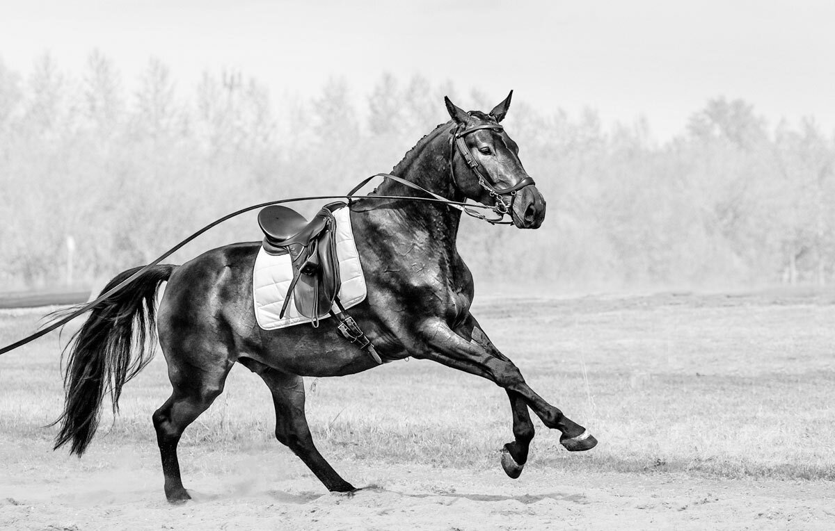 На корде - SanSan 