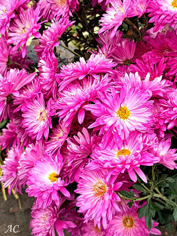 хризантемы - Любовь Сахарова