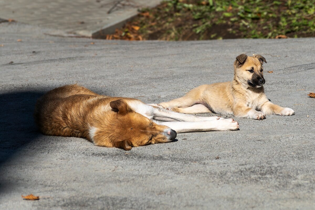 Я на солнышке лежу - Игорь Сикорский