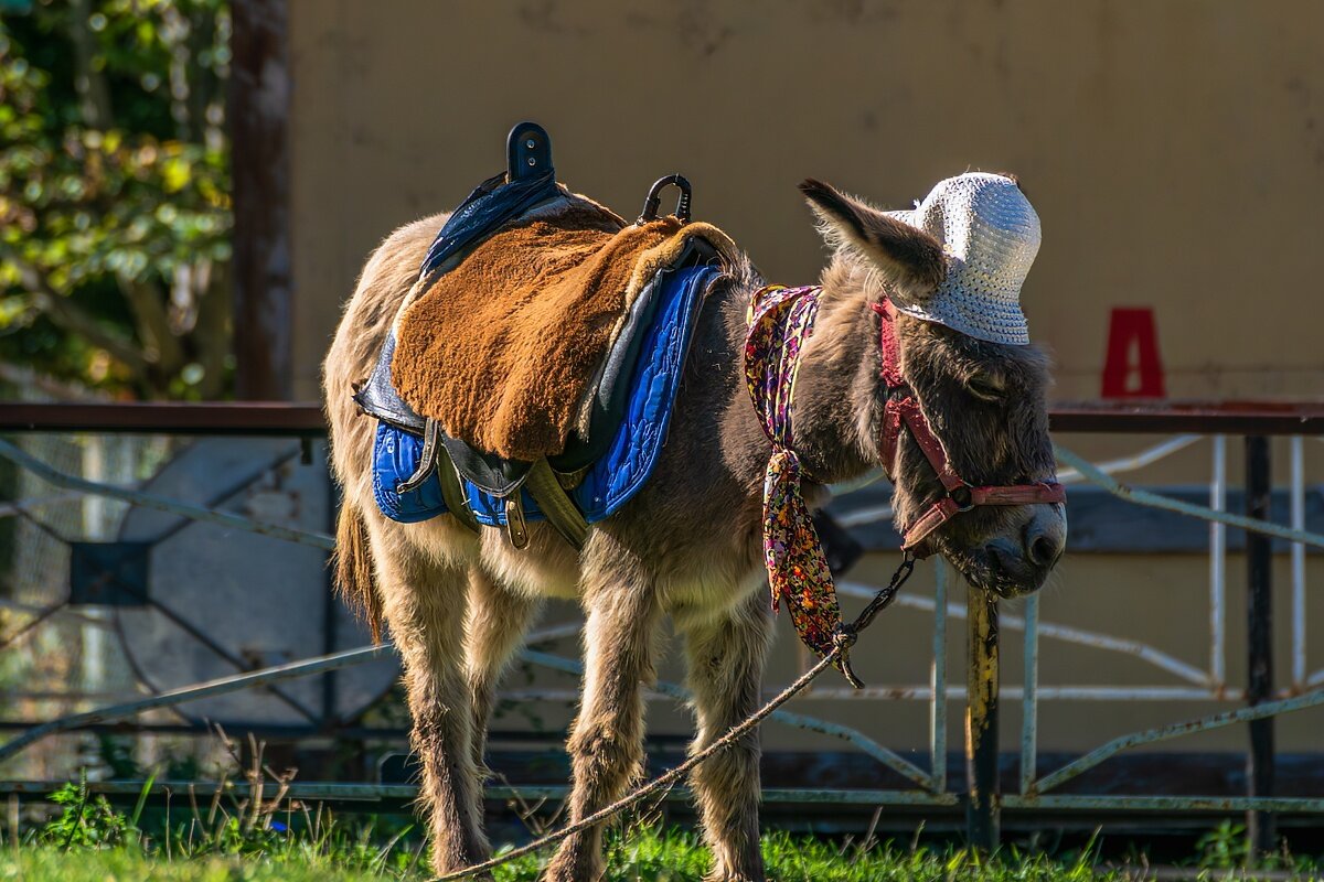 Грустный ослик - Игорь Сикорский Грустный ослик - Игорь Сикорский