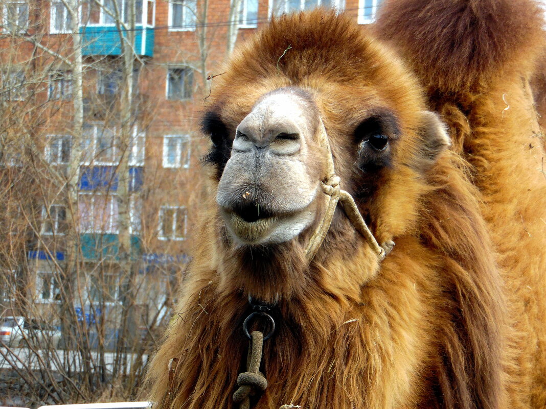 Городской верблюд. - nadyasilyuk Вознюк Городской верблюд. - nadyasilyuk Вознюк