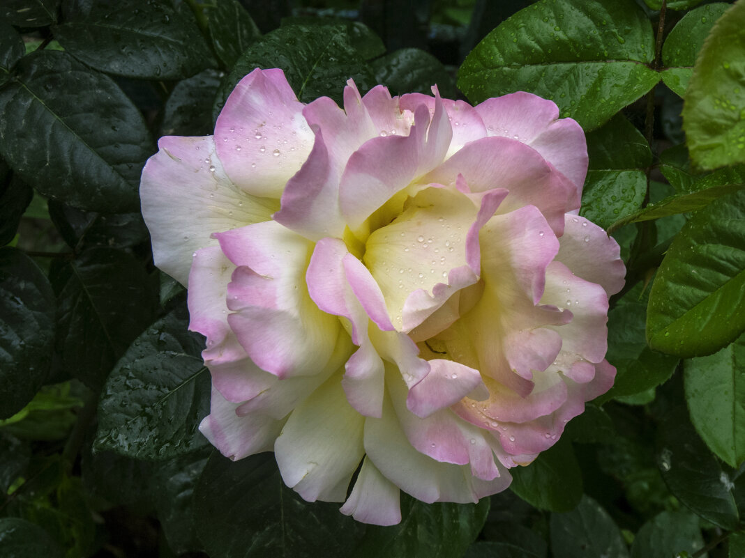 Глория Дёй - Валентин Семчишин Глория Дёй - Валентин Семчишин