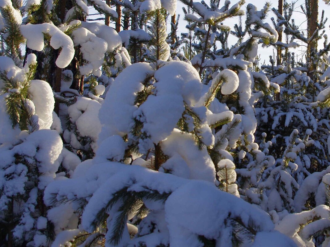 Солнечный день - Сергей Швечков Солнечный день - Сергей Швечков