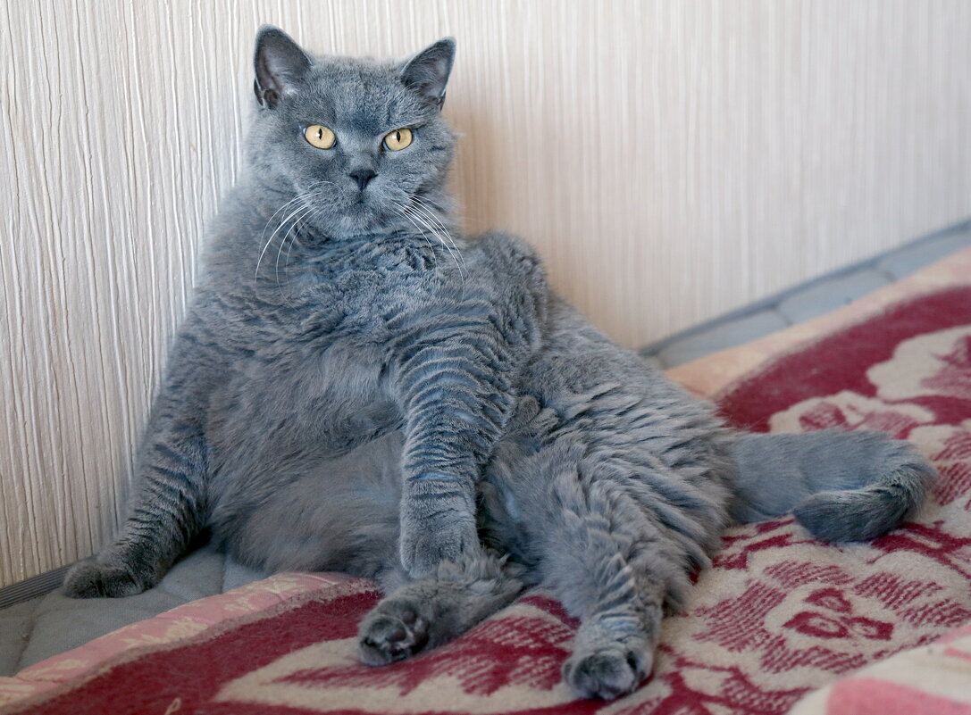 - Нормально всё. старичок? - Михаил Бибичков - Нормально всё. старичок? - Михаил Бибичков