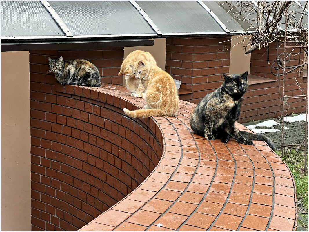 Светлогорские котики. - Валерия Комова Светлогорские котики. - Валерия Комова