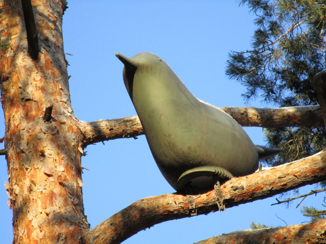 В парках Воронежа - Елена Шаламова В парках Воронежа - Елена Шаламова