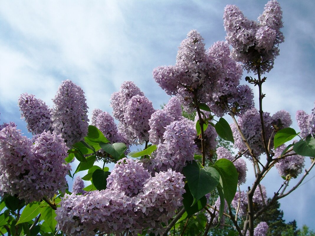 А до весны совсем недалеко... - Galaelina *** А до весны совсем недалеко... - Galaelina ***
