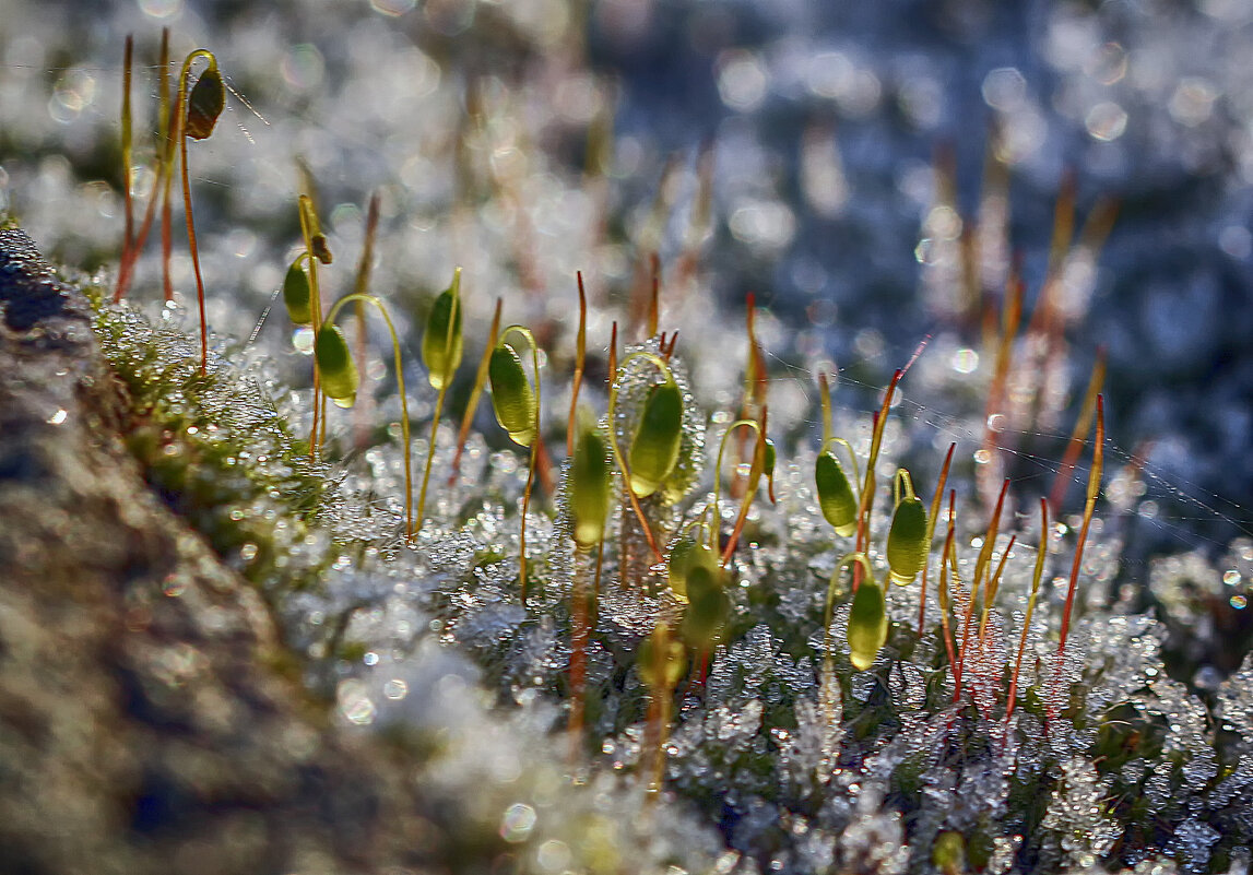 **** - Андроник Александр 