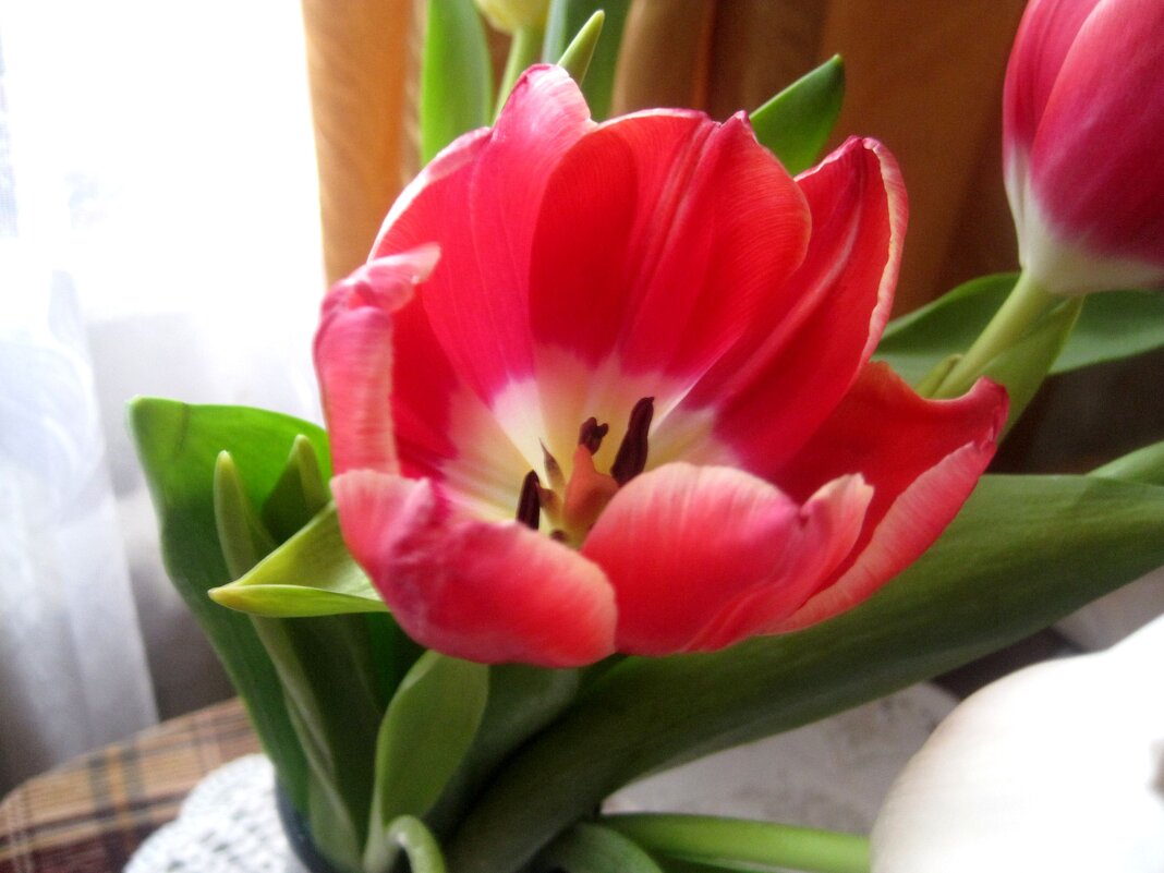 Тюльпан - Елена Семигина Тюльпан - Елена Семигина