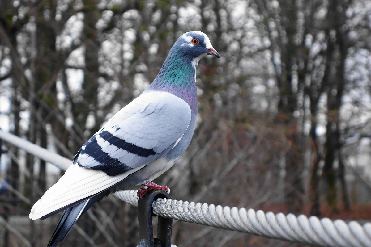 Красавчик - Рита Симонова