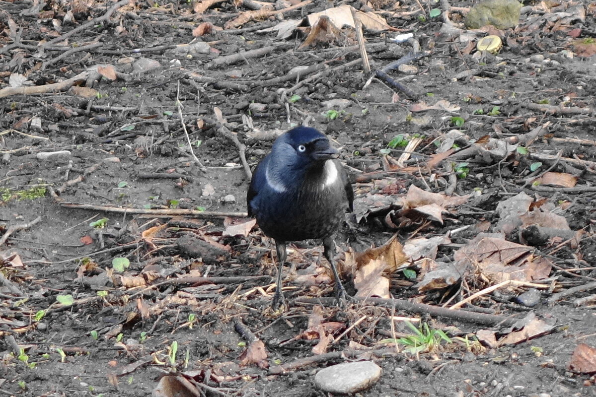 Галка в поисках пищи - Рита Симонова