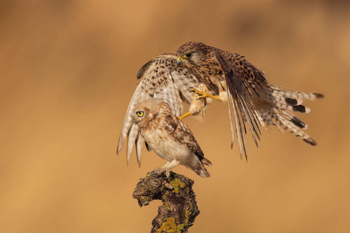*** - Евгений Фруман *** - Евгений Фруман