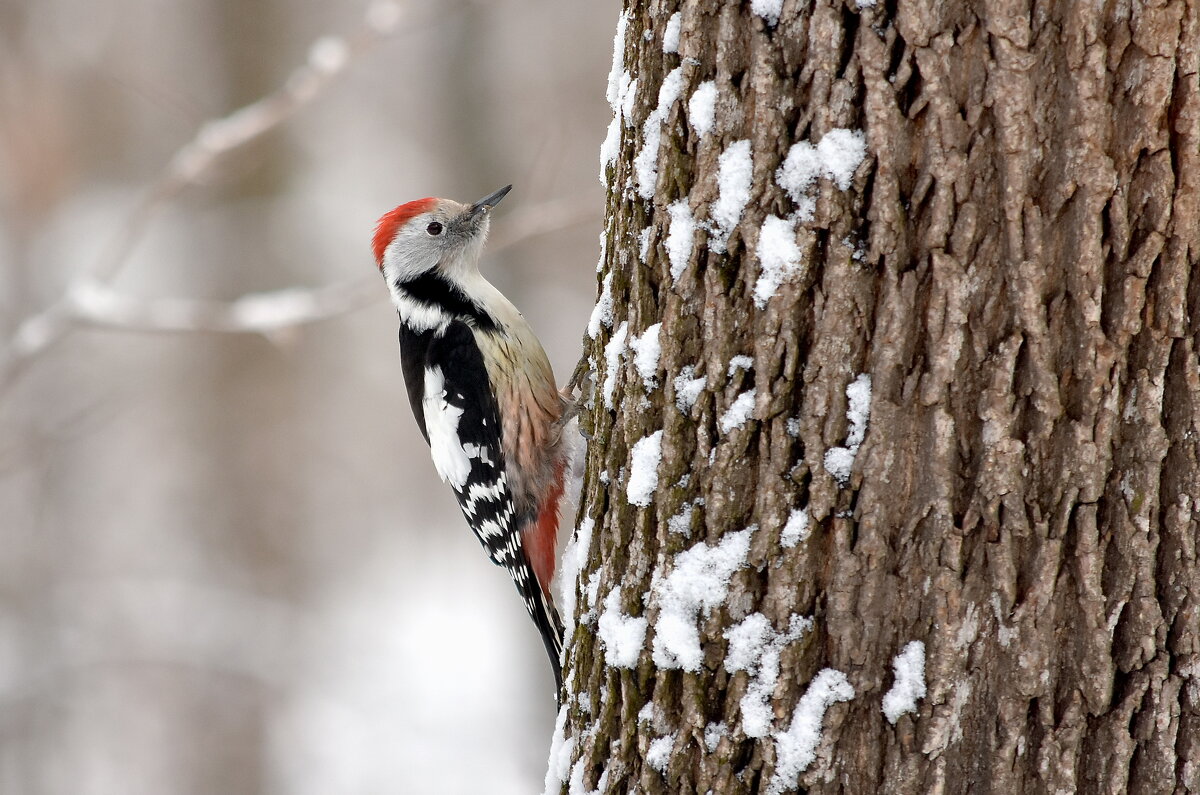 Красавчик - Алексей .