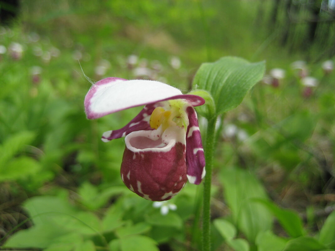 Башмачок - Anna Ivanova