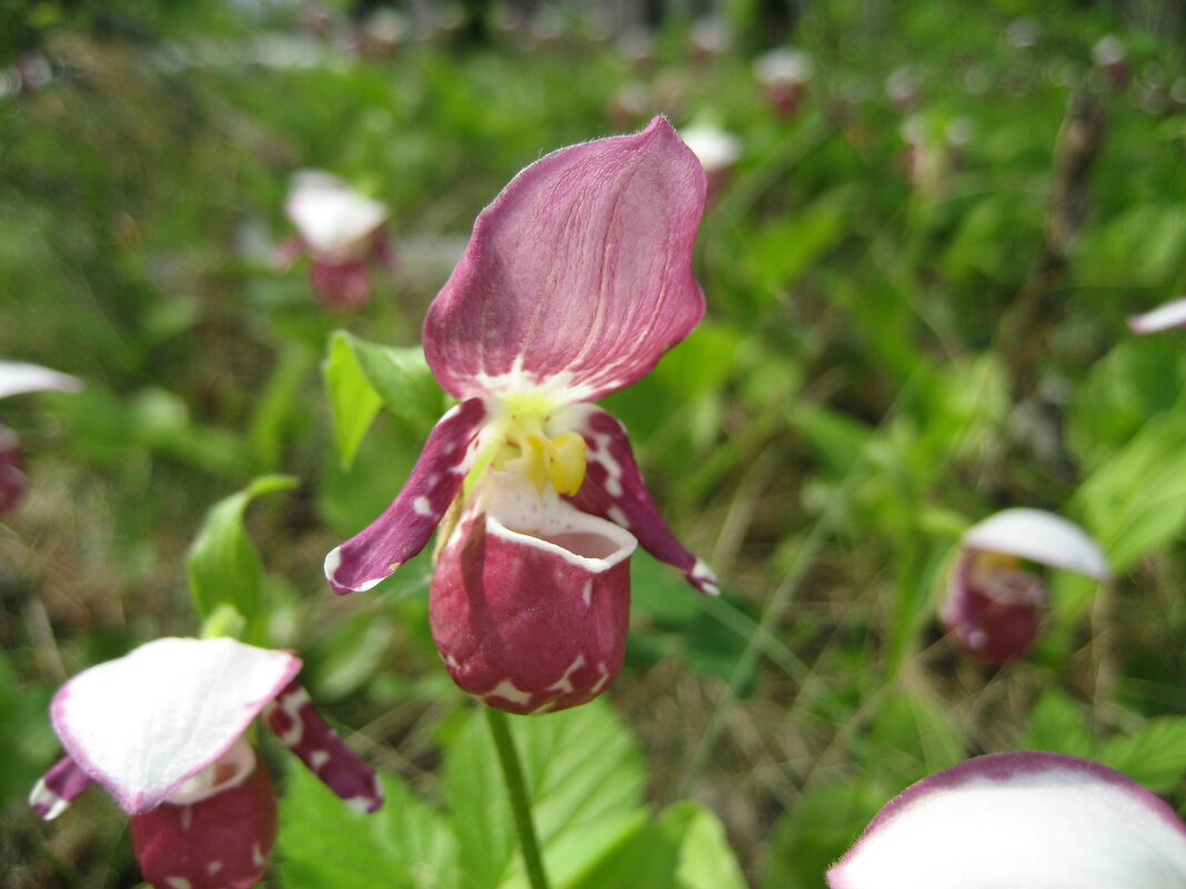 Башмачок - Anna Ivanova Башмачок - Anna Ivanova