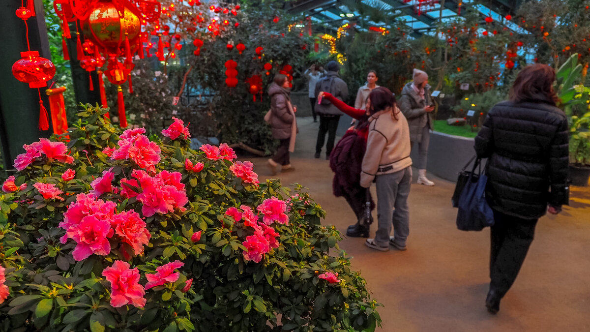 Зарисовка из Аптекарьского Огорода - юрий поляков