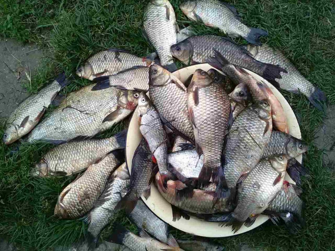 Улов - Андрей Л. В.