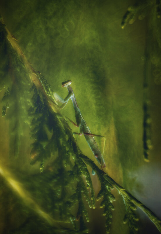 Летние тонкости. - Анатолий Щербак