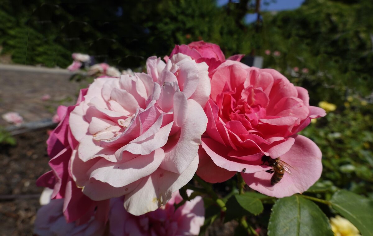 В НИХ- СОВЕРШЕНСТВО, ЧУВСТВА И БЛАЖЕНСТВО... - Галина В НИХ- СОВЕРШЕНСТВО, ЧУВСТВА И БЛАЖЕНСТВО... - Галина