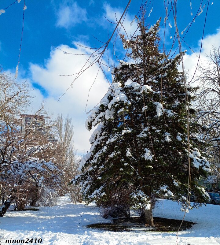 Зима в Ростове-на-Дону - Нина Бутко Зима в Ростове-на-Дону - Нина Бутко
