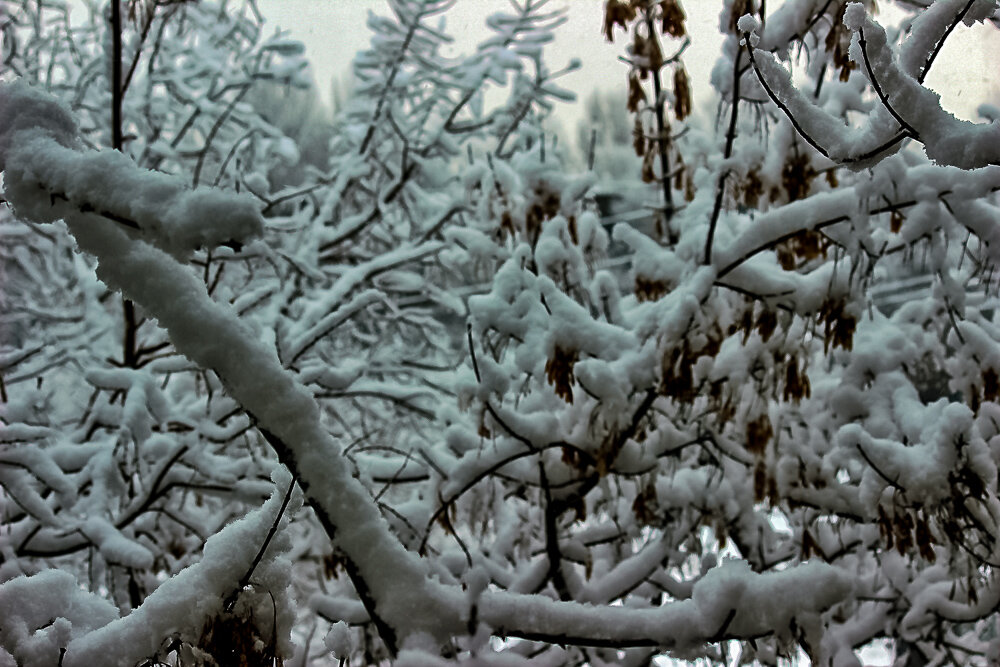 После снегопада - Светлана SvetNika17 После снегопада - Светлана SvetNika17