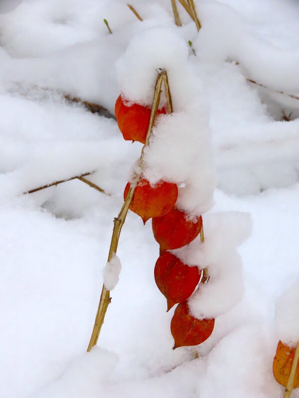 Фонарики физалиса в снежных шапках - Ольга Митрофанова Фонарики физалиса в снежных шапках - Ольга Митрофанова