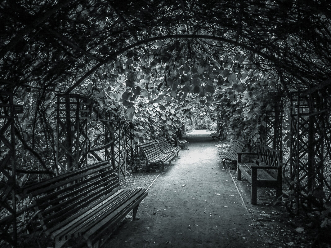 Пергола или тенистая аллея - Наталья Rosenwasser Пергола или тенистая аллея - Наталья Rosenwasser