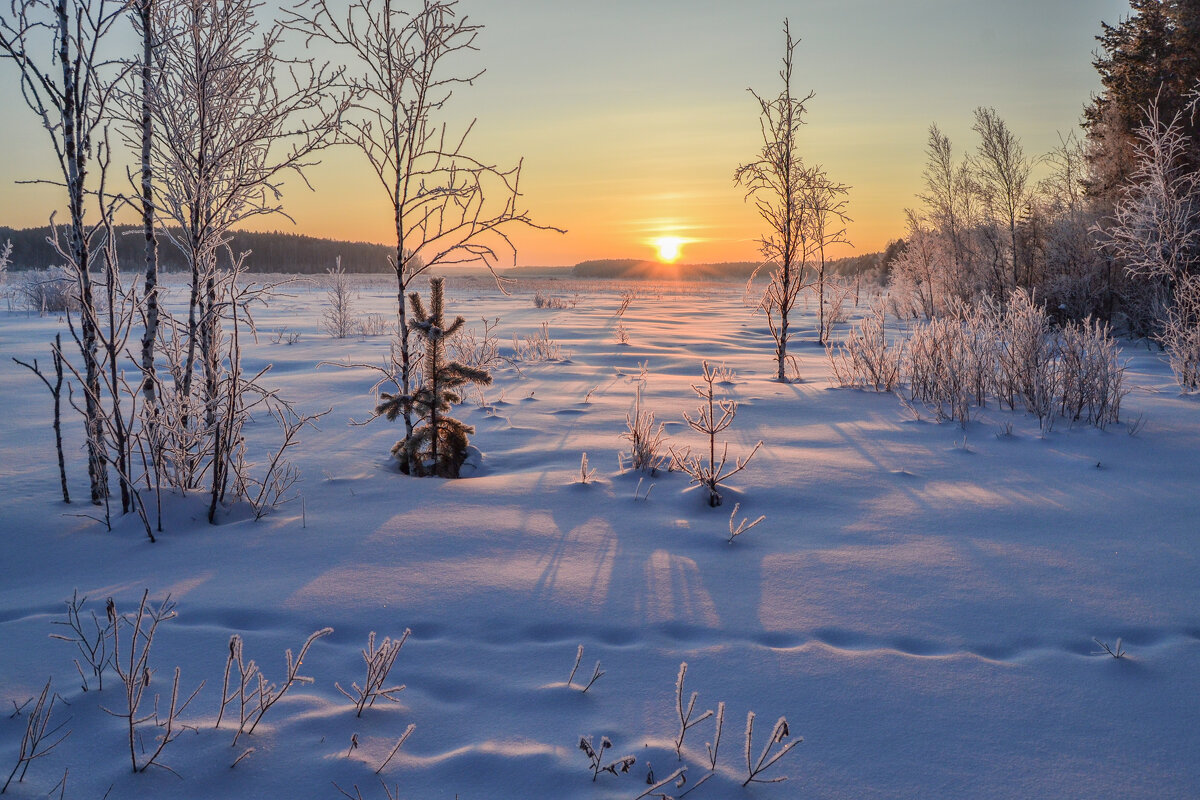 зимний рассвет на болоте - сергей 