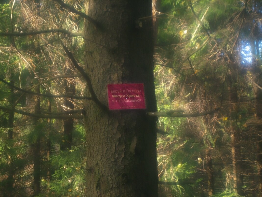 вера - Александр Кольцов