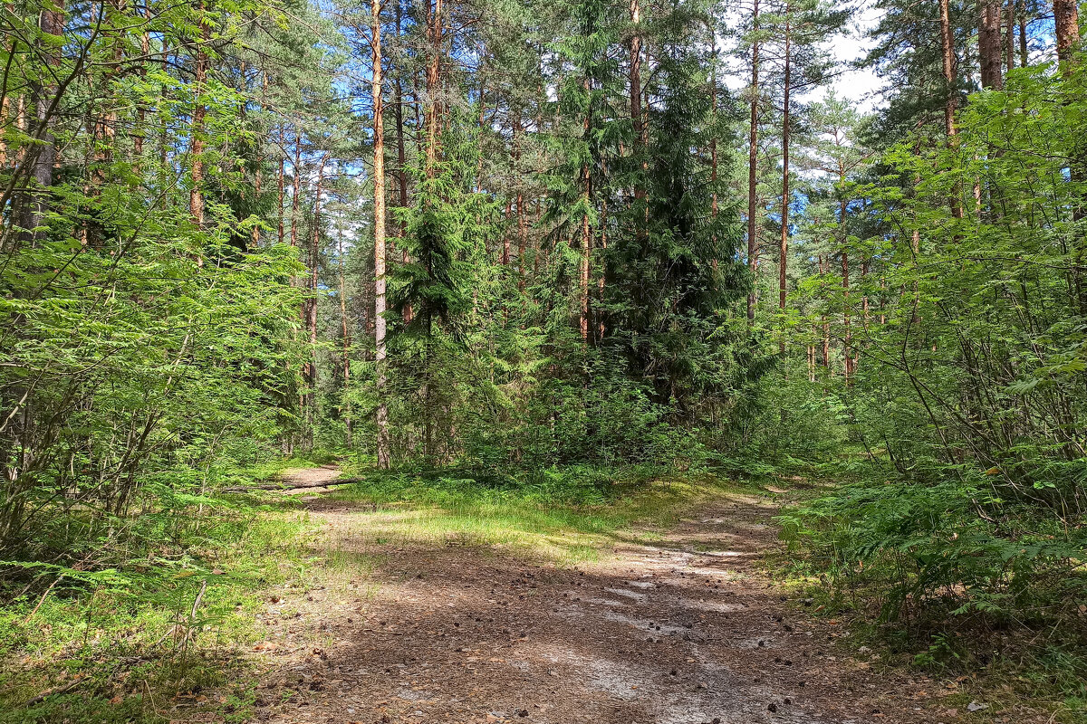 Таинственные тропинки. - Alexandr Gunin