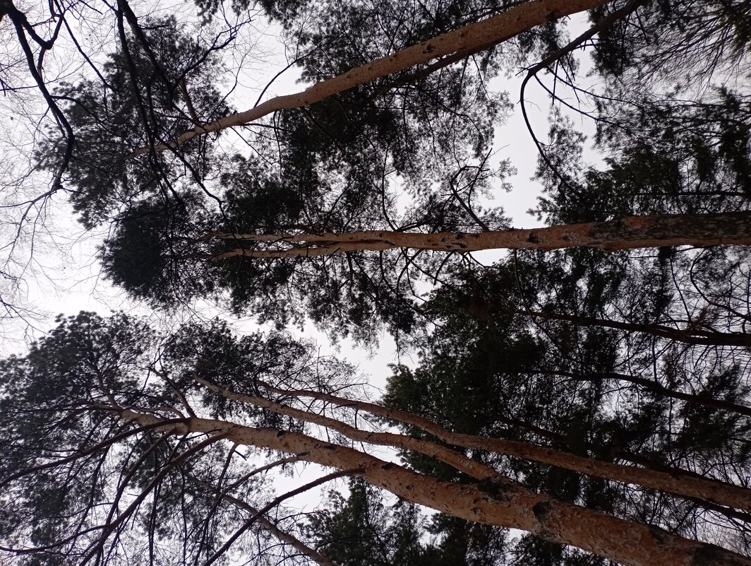 Сосны - Мара Абрамова