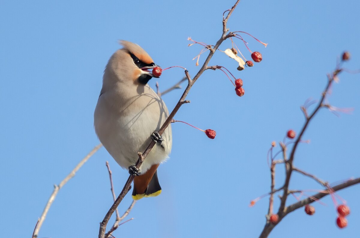 Свиристель. - Виктор Иванович Чернюк Свиристель. - Виктор Иванович Чернюк