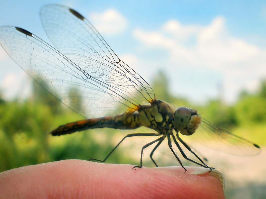 Мелочь пузатая... - Роман Савоцкий Мелочь пузатая... - Роман Савоцкий