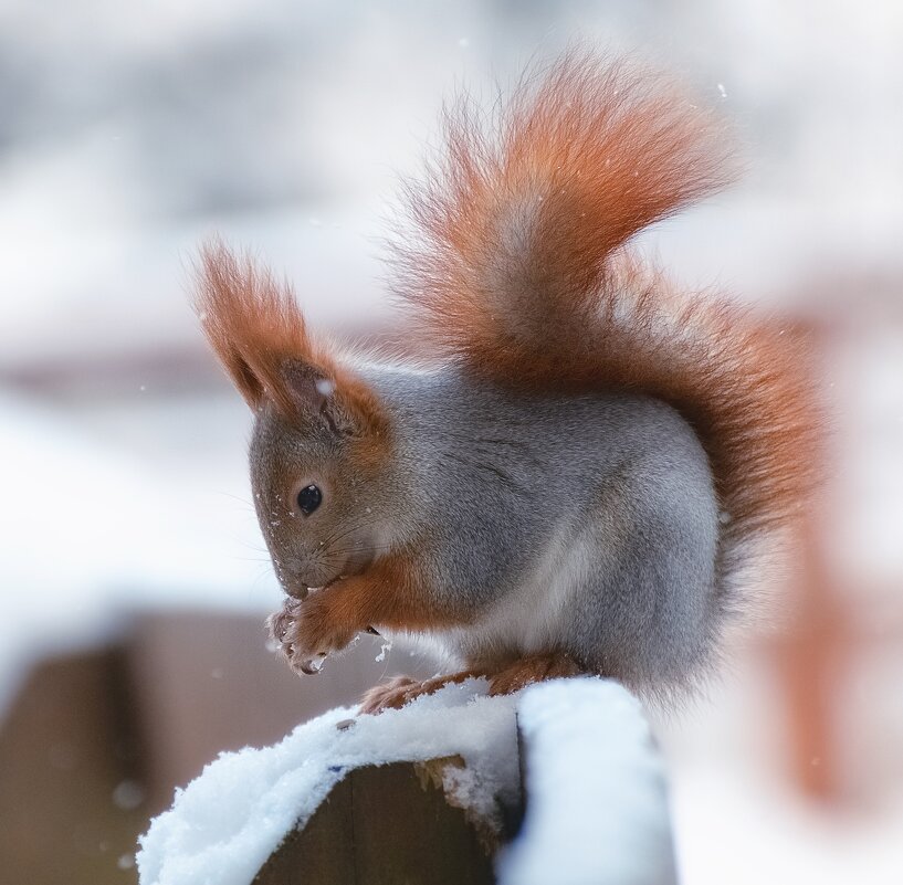 Белочка - Марина Фомина.