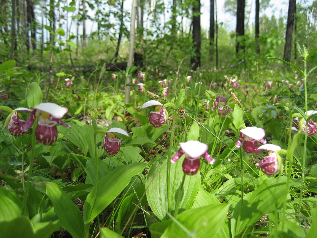 Лето - Anna Ivanova Лето - Anna Ivanova