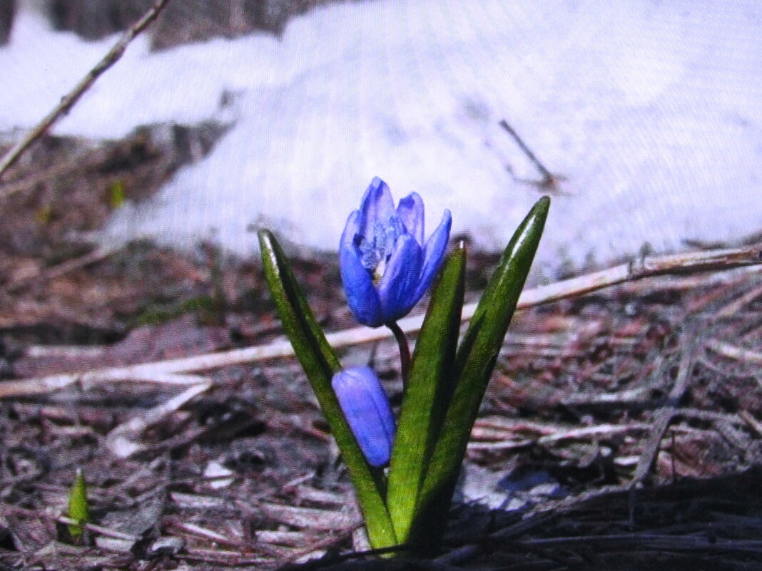 Пытается расцвести - Людмила Смородинская