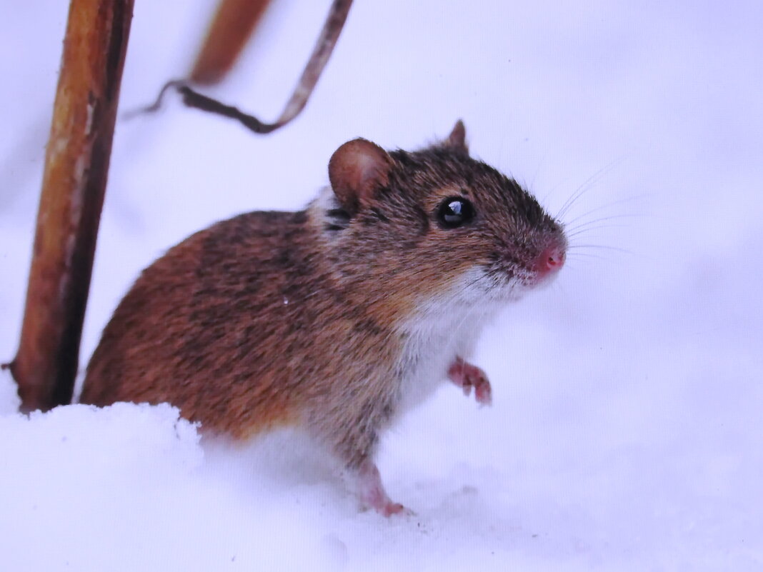 Ищет еду - Людмила Смородинская