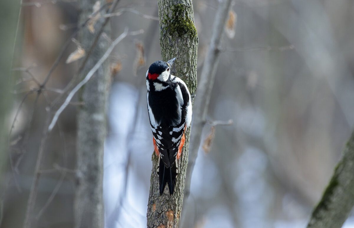 большой пестрый дятел. - юрий макаров большой пестрый дятел. - юрий макаров