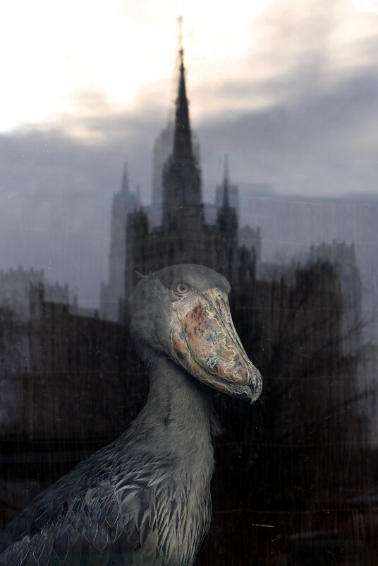 Китоглав - Михаил Бибичков