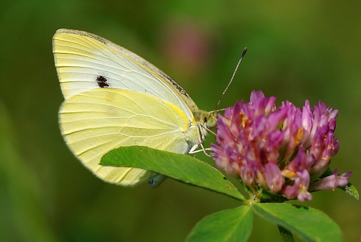 из серии " Макро мир вокруг нас " - Николай Саржанов
