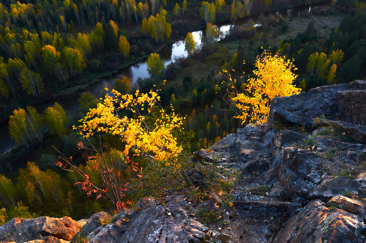 Солнечные берёзки. - Юрий кот