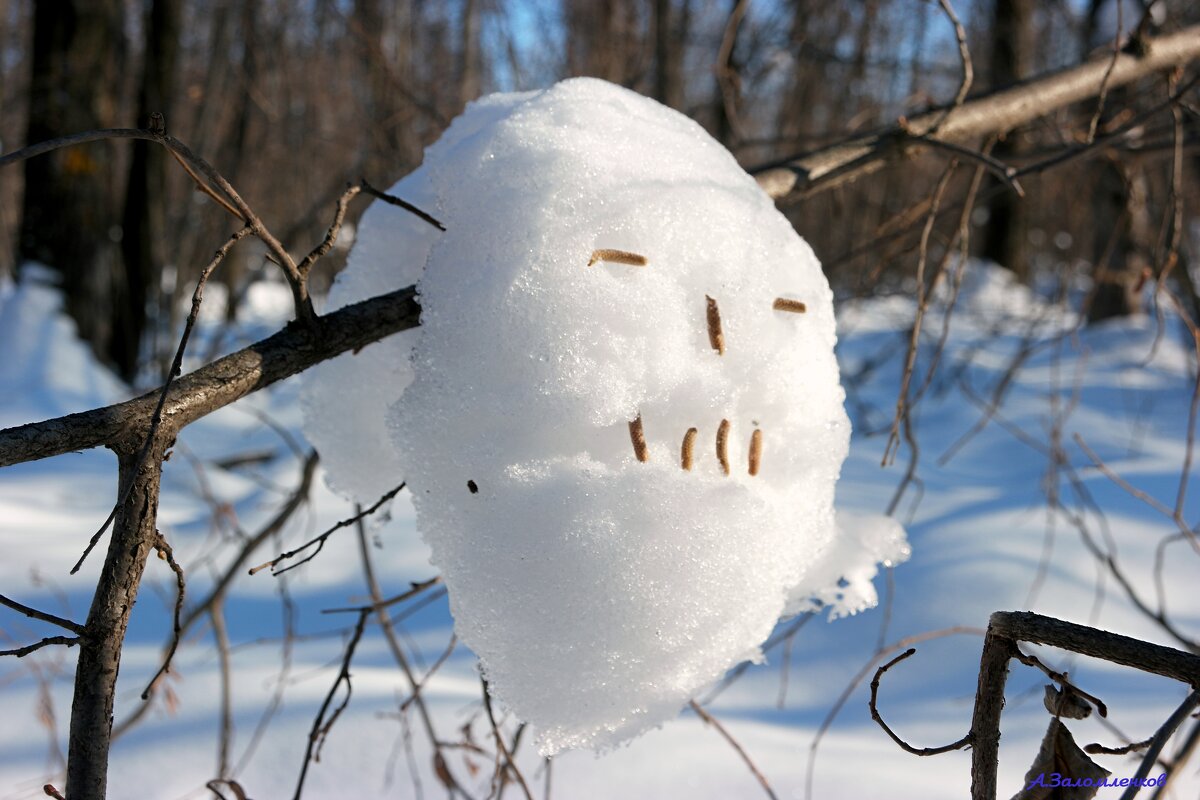 Из жизни лесных снежариков... :-) - Андрей Заломленков