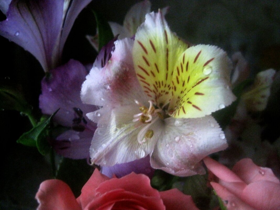 **** - Елена Семигина