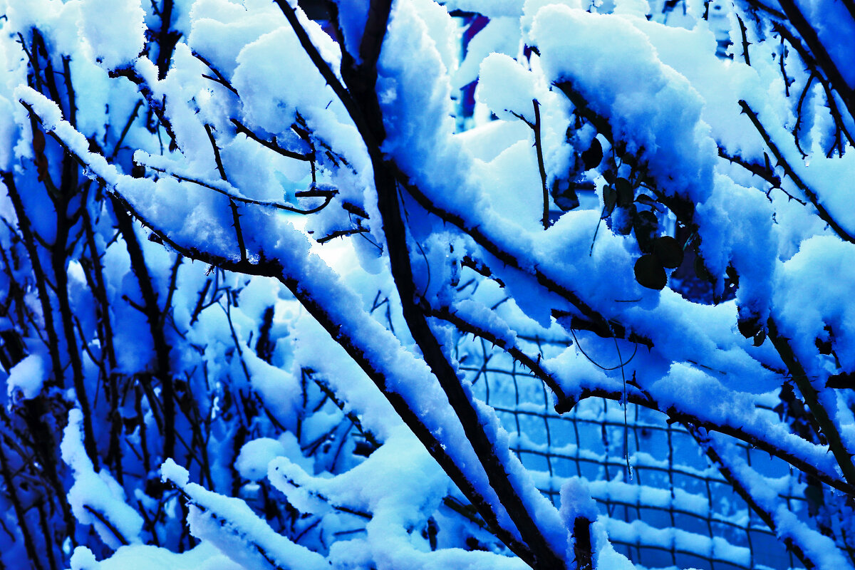 В палисаднике - Юрий Гайворонскiий