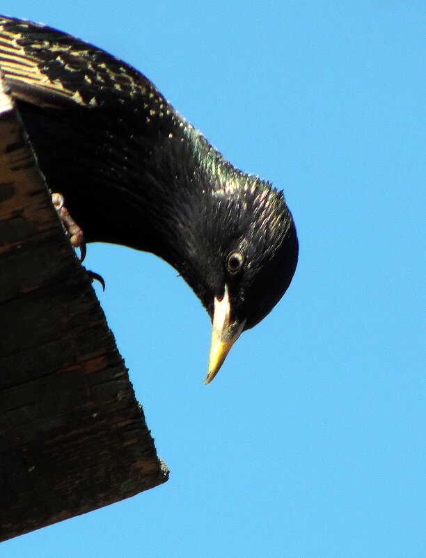 Любопытный скворец. - nadyasilyuk Вознюк Любопытный скворец. - nadyasilyuk Вознюк